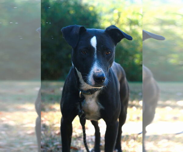 Medium Photo #5 Basenji-Labrador Retriever Mix Puppy For Sale in Attalka, AL, USA