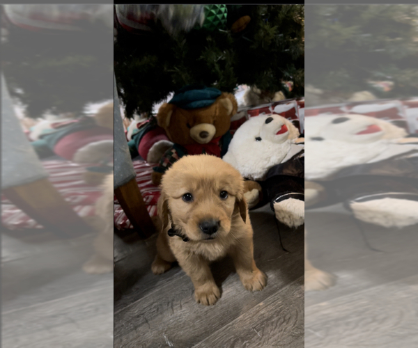 Medium Photo #6 Golden Retriever Puppy For Sale in ABERDEEN, ID, USA