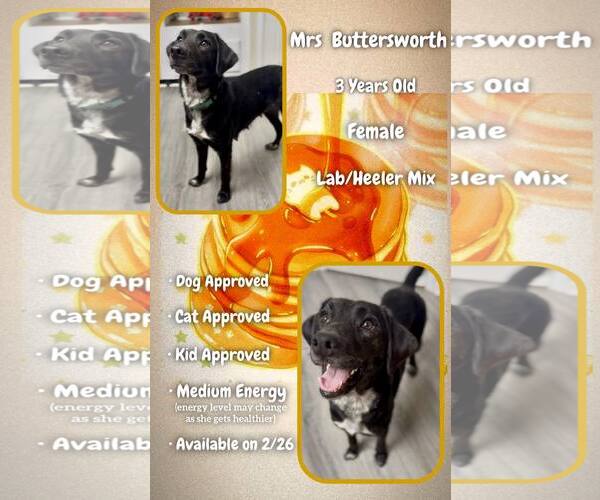 Medium Photo #2 Mutt Puppy For Sale in Jacksonville, NC, USA