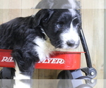 Small Photo #4 Bernedoodle-Miniature Australian Shepherd Mix Puppy For Sale in STAFFORD, VA, USA