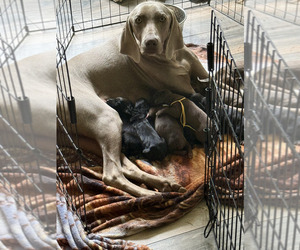 German Shorthaired Weimaraner Litter for sale in WINFIELD, TN, USA