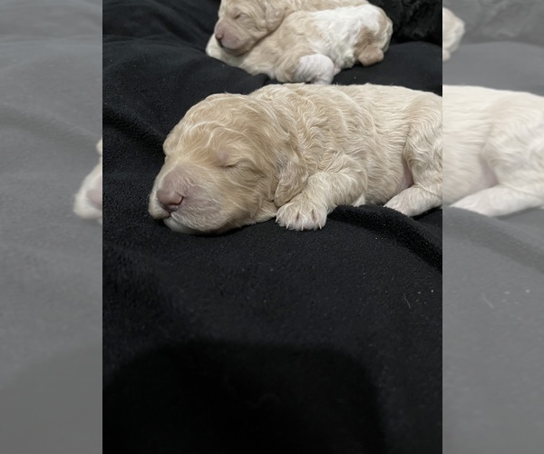 Medium Photo #9 Goldendoodle Puppy For Sale in SAINT LOUIS, MO, USA