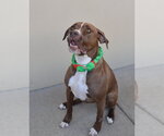 Small #1 Labrador Retriever Mix