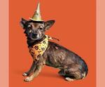 Small Chihuahua