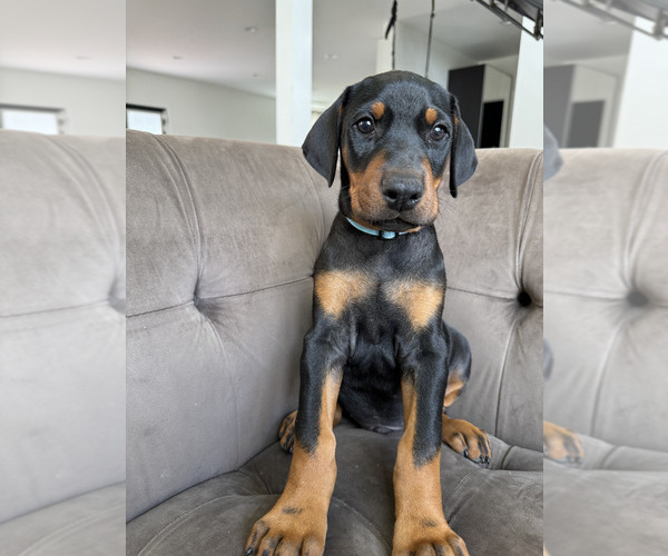 Medium Photo #21 Doberman Pinscher Puppy For Sale in PUYALLUP, WA, USA
