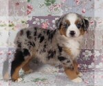Small #14 Miniature Australian Shepherd