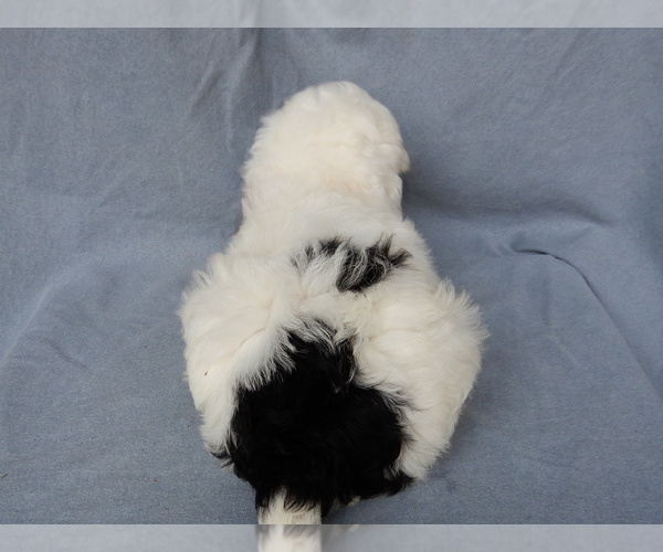 Medium Photo #4 Sheepadoodle Puppy For Sale in MILLERSBURG, OH, USA