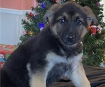 Small Photo #8 German Shepherd Dog Puppy For Sale in RISING SUN, IN, USA