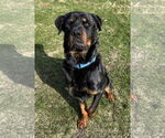 Small #1 Rottweiler