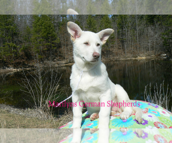 Medium Photo #6 German Shepherd Dog Puppy For Sale in PIEDMONT, MO, USA