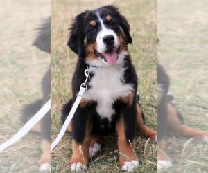 Medium Bernese Mountain Dog