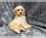 Small Cavapoo (Miniature)