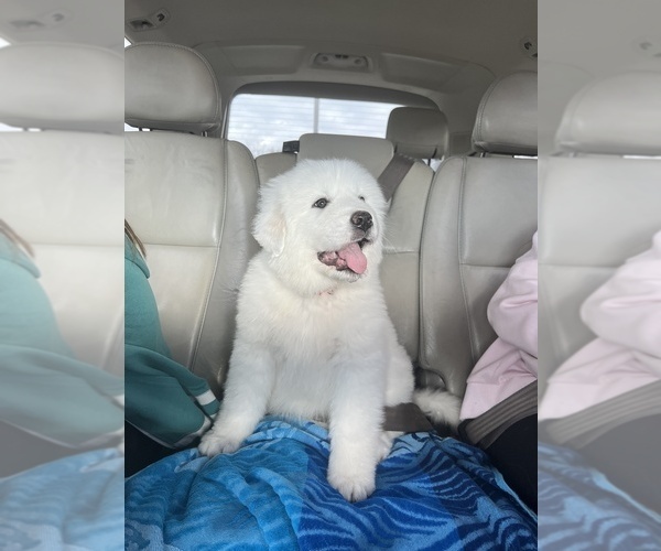 Medium Photo #28 Anatolian Pyrenees Puppy For Sale in CULDESAC, ID, USA