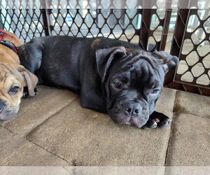 French Bulldog Puppy for sale in PORT CHARLOTTE, FL, USA