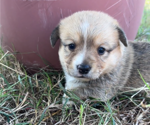 Medium Pembroke Welsh Corgi