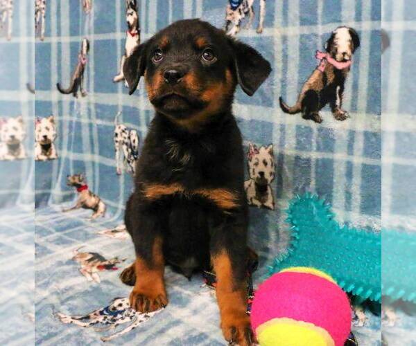 Medium Photo #1 Rottweiler Puppy For Sale in JOPLIN, MO, USA