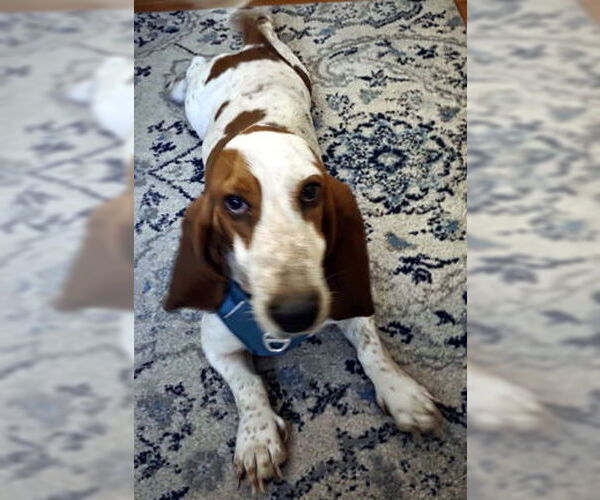 Medium Photo #4 Basset Hound Puppy For Sale in Deepwater, NJ, USA