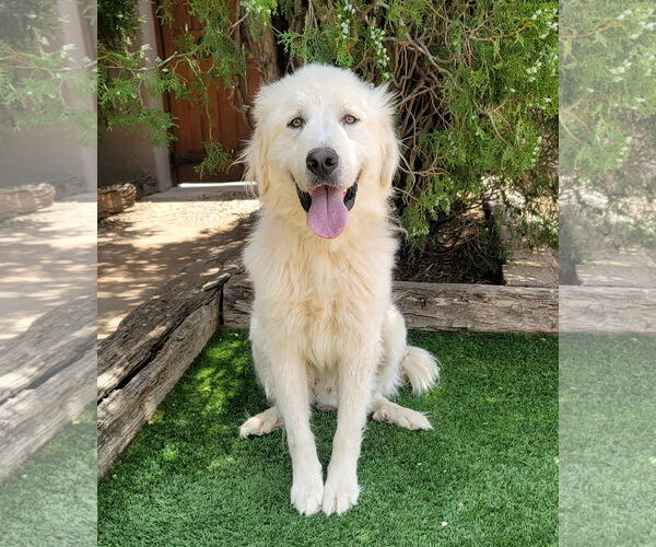 Medium Photo #3 Great Pyrenees Puppy For Sale in Albuquerque, NM, USA
