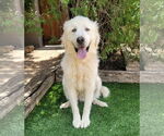 Small #2 Great Pyrenees