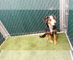 Small Collie Mix
