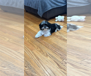Shih Tzu Puppy for sale in NICHOLASVILLE, KY, USA