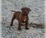 Puppy 3 American Pit Bull Terrier