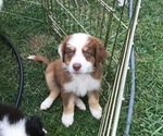 Puppy 7 Australian Shepherd