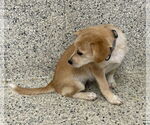 Small #3 Jack Russell Terrier-Labrador Retriever Mix