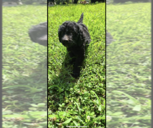 Golden Retriever-Goldendoodle Mix Puppy for sale in PHILOMATH, GA, USA