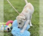 Small #1 Great Pyrenees Mix