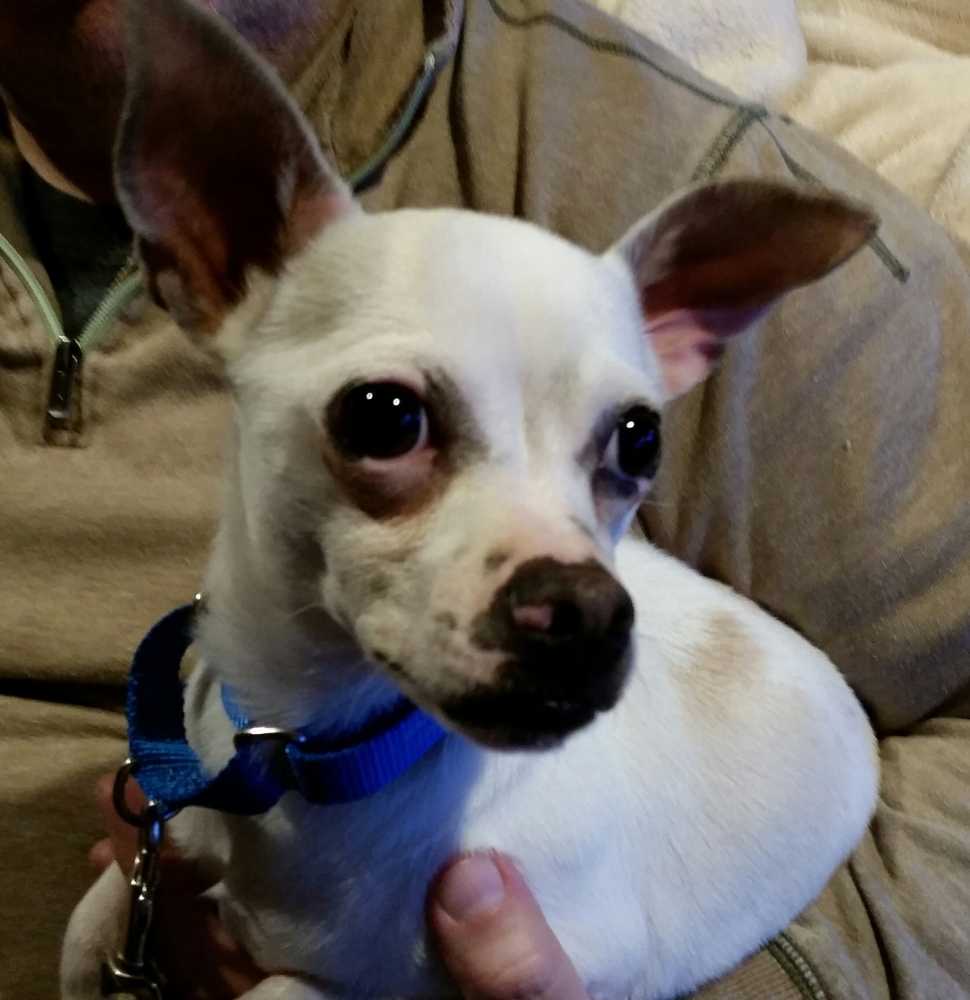 View Ad Chihuahua Dog for Adoption, North Carolina