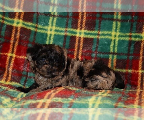 Medium Photo #11 Yorkiepoo mix (+ Poodle Toy) Puppy For Sale in DYERSBURG, TN, USA