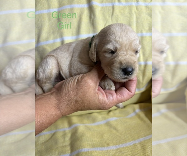 Medium Photo #4 Labradoodle Puppy For Sale in OWENTON, KY, USA