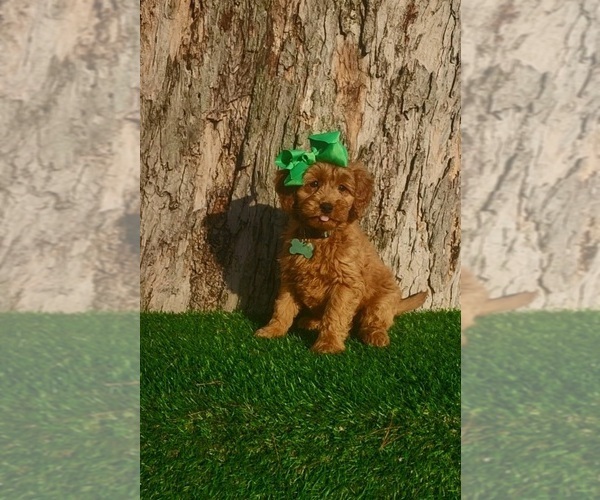 Medium Photo #3 Goldendoodle (Miniature) Puppy For Sale in INDIANAPOLIS, IN, USA