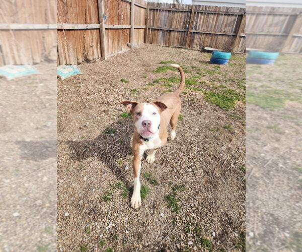 Medium Photo #6 Mutt Puppy For Sale in Evansville, IN, USA