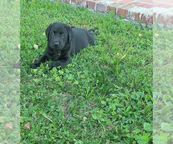 Medium Photo #2 Labrador Retriever Puppy For Sale in ELIZABETH CITY, NC, USA