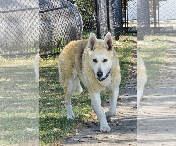 Medium Photo #13 Mutt Puppy For Sale in Germantown, OH, USA