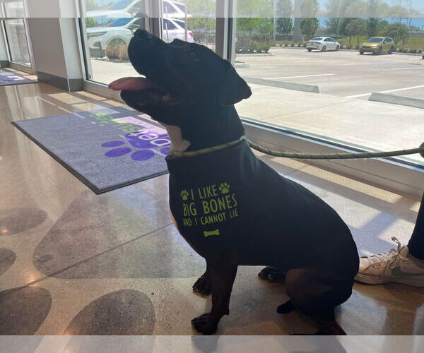 Medium Photo #19 American Staffordshire Terrier-Unknown Mix Puppy For Sale in Rosenberg, TX, USA