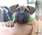 Small #5 Labrador Retriever Mix