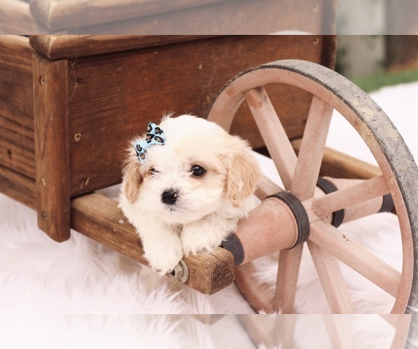 Medium Photo #3 Cavapoo Puppy For Sale in WEST SALEM, OH, USA