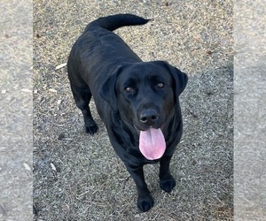 Mother of the Labrador Retriever puppies born on 04/18/2024