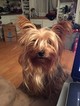 Small Photo #1 Dorkie Puppy For Sale in JAFFREY, NH, USA