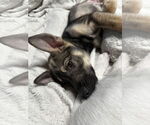 Small #15 Huskies  Mix