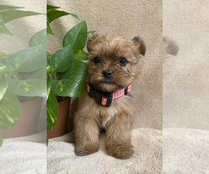 Unknown-Yorkshire Terrier Mix Puppy for sale in HILLSBORO, TX, USA