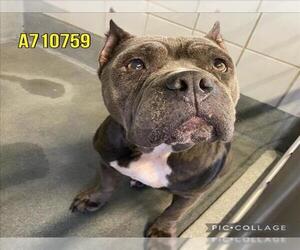 American Staffordshire Terrier Dogs for adoption in San Antonio, TX, USA