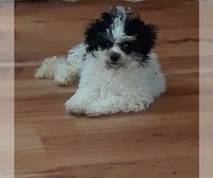 Mal-Shi-Maltese Mix Puppy for sale in SALEM, MA, USA