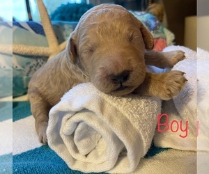 Goldendoodle Puppy for sale in CLERMONT, FL, USA