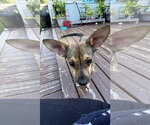 Small #3 Chihuahua Mix