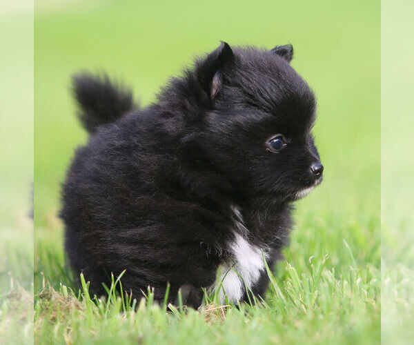 Medium Photo #4 Pomeranian Puppy For Sale in SILETZ, OR, USA