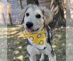 Small #5 Great Pyrenees